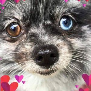 Meet your Posher, Carey